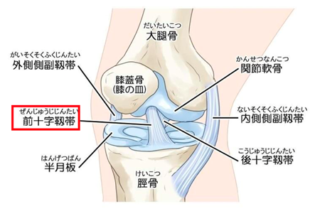 膝前十字靭帯再建術 股関節 人工関節センター 診療科案内 診療科 部門案内 静岡市の総合病院 静岡赤十字病院